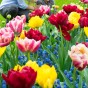 Tulip Double Late Mix 6 Bulbs Ready for Planting Now in UK Autumn Outdoor Gardens