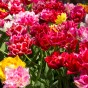 Tulip Double Late Mix 6 Bulbs Ready for Planting Now in UK Autumn Outdoor Gardens