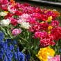 Tulip Double Late Mix 6 Bulbs Ready for Planting Now in UK Autumn Outdoor Gardens