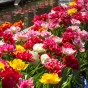 Tulip Double Late Mix 6 Bulbs Ready for Planting Now in UK Autumn Outdoor Gardens
