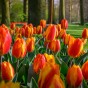 Tulip Flair 8 Bulbs Ready for Planting Now in UK Autumn Outdoor Gardens
