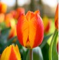 Tulip Flair 8 Bulbs Ready for Planting Now in UK Autumn Outdoor Gardens