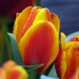 Tulip Flair 8 Bulbs Ready for Planting Now in UK Autumn Outdoor Gardens
