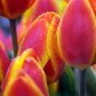 Tulip Flair 8 Bulbs Ready for Planting Now in UK Autumn Outdoor Gardens