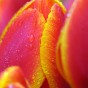 Tulip Flair 8 Bulbs Ready for Planting Now in UK Autumn Outdoor Gardens