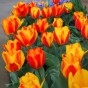 Tulip Flair 8 Bulbs Ready for Planting Now in UK Autumn Outdoor Gardens