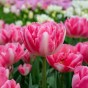 Foxy Freedom Mix: Tulip Foxtrot & Tulip Foxy Foxtrot