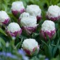 Tulip Double Late Ice Cream 6 Bulbs Ready for Planting Now in UK Autumn Outdoor Gardens