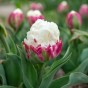 Tulip Double Late Ice Cream 6 Bulbs Ready for Planting Now in UK Autumn Outdoor Gardens