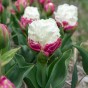 Tulip Double Late Ice Cream 6 Bulbs Ready for Planting Now in UK Autumn Outdoor Gardens
