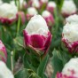 Tulip Double Late Ice Cream 6 Bulbs Ready for Planting Now in UK Autumn Outdoor Gardens