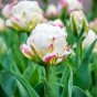 Tulip Double Late Ice Cream 6 Bulbs Ready for Planting Now in UK Autumn Outdoor Gardens