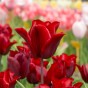 Tulip Triumph Lasting Love 6 Bulbs Ready for Planting Now in UK Autumn Outdoor Gardens
