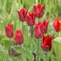 Tulip Triumph Lasting Love 6 Bulbs Ready for Planting Now in UK Autumn Outdoor Gardens