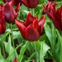 Tulip Triumph Lasting Love 6 Bulbs Ready for Planting Now in UK Autumn Outdoor Gardens