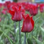 Tulip Triumph Lasting Love 6 Bulbs Ready for Planting Now in UK Autumn Outdoor Gardens