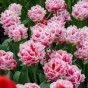Tulip Let's Dance 7 Bulbs Ready for Planting Now in UK Autumn Outdoor Gardens
