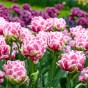 Tulip Let's Dance 7 Bulbs Ready for Planting Now in UK Autumn Outdoor Gardens