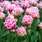 Tulip Let's Dance 7 Bulbs Ready for Planting Now in UK Autumn Outdoor Gardens