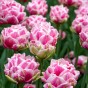 Tulip Let's Dance 7 Bulbs Ready for Planting Now in UK Autumn Outdoor Gardens