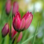 Tulip Botanical/Rockgarden Little Beauty 15 Bulbs Ready for Planting Now in UK Autumn Outdoor Gardens