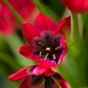 Tulip Botanical/Rockgarden Little Beauty 15 Bulbs Ready for Planting Now in UK Autumn Outdoor Gardens