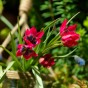 Tulip Botanical/Rockgarden Little Beauty 15 Bulbs Ready for Planting Now in UK Autumn Outdoor Gardens