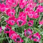 Tulip Botanical/Rockgarden Little Beauty 15 Bulbs Ready for Planting Now in UK Autumn Outdoor Gardens