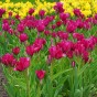 Tulip Night Club 7 Bulbs Ready for Planting Now in UK Autumn Outdoor Gardens