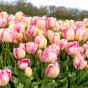 Tulip Parrot Pink Vision 6 Bulbs Ready for Planting Now in UK Autumn Outdoor Gardens