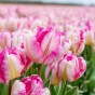 Tulip Parrot Pink Vision 6 Bulbs Ready for Planting Now in UK Autumn Outdoor Gardens