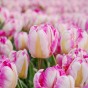 Tulip Parrot Pink Vision 6 Bulbs Ready for Planting Now in UK Autumn Outdoor Gardens