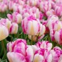 Tulip Parrot Pink Vision 6 Bulbs Ready for Planting Now in UK Autumn Outdoor Gardens