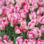 Tulip Parrot Pink Vision 6 Bulbs Ready for Planting Now in UK Autumn Outdoor Gardens