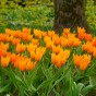 Best Friends, Spectacular Crowd: Tulip Shogun, Muscari Armeniacum, Daffodil Minnow & Tete a Tete, 30 Bulbs Ready for Planting Now in UK Autumn Outdoor Gardens