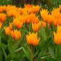 Best Friends, Spectacular Crowd: Tulip Shogun, Muscari Armeniacum, Daffodil Minnow & Tete a Tete, 30 Bulbs Ready for Planting Now in UK Autumn Outdoor Gardens