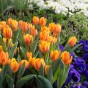 Tulip Rembrandt Prinses Irene 6 Bulbs Ready for Planting Now in UK Autumn Outdoor Gardens
