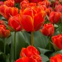 Tulip Double Late Queensday 6 Bulbs Ready for Planting Now in UK Autumn Outdoor Gardens