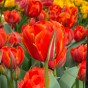 Tulip Double Late Queensday 6 Bulbs Ready for Planting Now in UK Autumn Outdoor Gardens