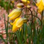 Tulip Botanic Sylvestris 15 Bulbs Ready for Planting Now in UK Autumn Outdoor Gardens