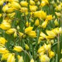 Tulip Botanic Sylvestris 15 Bulbs Ready for Planting Now in UK Autumn Outdoor Gardens