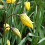 Tulip Botanic Sylvestris 15 Bulbs Ready for Planting Now in UK Autumn Outdoor Gardens
