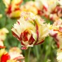 Tulip Texas Flame 7 Bulbs Ready for Planting Now in UK Autumn Outdoor Gardens