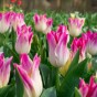 Tulip Whispering Dream 5 Bulbs Ready for Planting Now in UK Autumn Outdoor Gardens