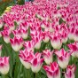 Tulip Whispering Dream 5 Bulbs Ready for Planting Now in UK Autumn Outdoor Gardens