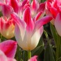Tulip Whispering Dream 5 Bulbs Ready for Planting Now in UK Autumn Outdoor Gardens