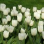 Tulip Single Early White Prince 6 Bulbs Ready for Planting Now in UK Autumn Outdoor Gardens