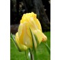 Tulip Double Late Akebono 6 Bulbs Ready for Planting Now in UK Autumn Outdoor Gardens