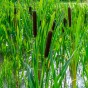 Typha (Typha Latifolia) 1x Spring Planting Bulb | Aquatic Plant Bulb | Plant/Ornamental Grass Bulbs for Planting Now UK | Plant Garden Outdoor