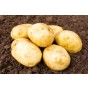 Ulster Prince Seed Potatoes
